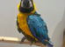 Stunning Baby Handreared Blue and Gold Macaw Parrot