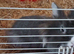 Female lionhead