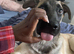 Beautiful Male Belgian Malinois mix