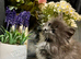Ragdoll/persian mixed breed