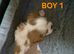 CAVALIER KING CHARLES SPANIEL