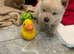 Chow chow puppies for sale