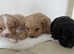 FLUFFY FRENCHIES MIX ready to leave 3 left !