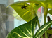 Regal Jumping Spider & Enclosure