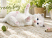 Stunning Ragdoll kittens TICA