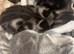 Unique kittens looking for new homes