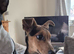 Jack Russell