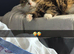 Fluffy