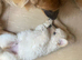 2 white German/swiss shepherd pups