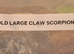 Gold large claw Scorpion