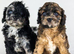 Cavapoo boys and girls