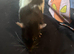 4 Female Rats Available