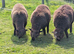 Ryland x tup and wether lambs
