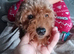 Amazing cockapoo