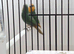Parrot finches red face and seagreens and blue face