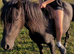Pony for sale
