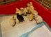 Silkie chicks