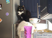 Maine coon x available