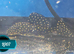 L007 Plec
