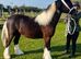 Beautiful colored cob colt