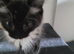 For sale Norwegian forest cross kittens 1 male & 1 female
