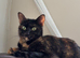 Torti female