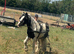 13hh cob gelding