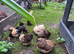 Pekins