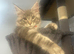 GCCF registered Maine coon boys