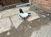 Afghan pigeon (male)