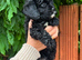 F1 cavapoo babies