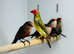Star finches