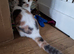 British shorthair x ragdoll