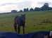 Beautiful Irish tb gelding 6 yr old