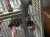 7month old tame african grey
