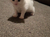 Maine coon cross kittens