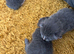 7 blue/grey British Shorthair kittens for sale