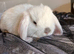 Mini lop pure bred