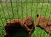 Miniature poodle