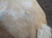 Palomino blanket spot mini colt ride and drive