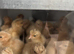 Buff Orpington newly hatched chicks (unsexed)