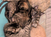 4 beautiful kittens