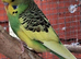 Baby budgies
