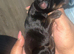 Beautiful Full Doberman Puppies – Ready from 8 Weeks