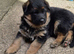 Beautiful German shepherd