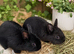 Netherland dwarf males