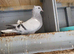 Pigeon for sale