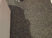 Female kitten