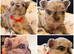 Super Full visual Merle fluffy French bulldogs