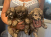 Papillon x toy poodle v small